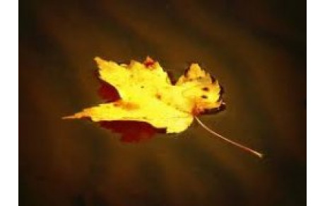 Vacances d'Automne